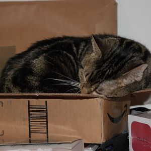 How obsessed are your cats with boxes?