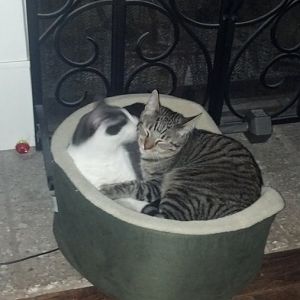 Cute Kitty Beds
