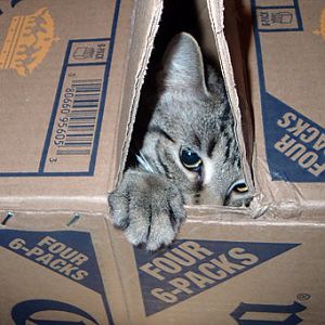 How obsessed are your cats with boxes?