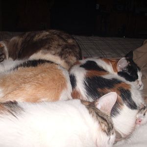 Multi-Cat Household Harmony