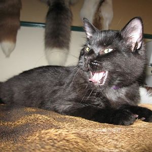 October Picture of the Month: Cats Making Scary Faces