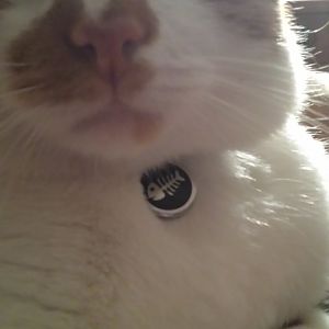 Collars and microchips: What does your cat have?