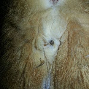 black spot on male cat's male parts.