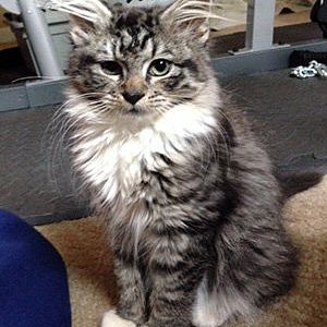 Should I adopt this adorable Maine Coon? Input appreciated! :)