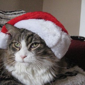 Christmas pictures of your cat's or someone you know's cat's.