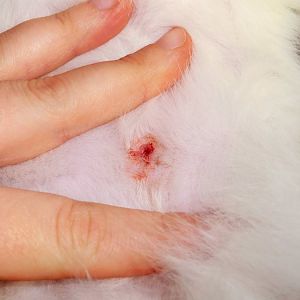 Something wrong with spay incision almost 1 month after!
