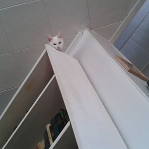 Picture of the Month Contest: Cats in High Places