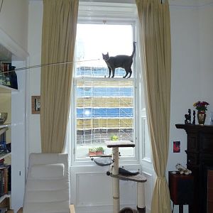 Picture of the Month Contest: Cats in High Places