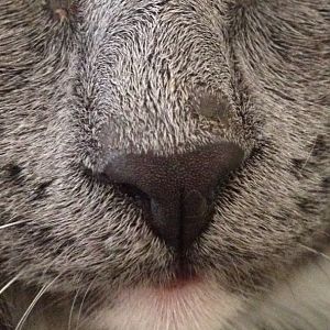 Please help!!  bump / scab on kitten's nose?