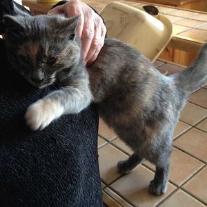 Kitten for adopting!