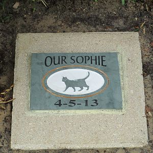 My cat Sophie who passed away April 5,2013.
