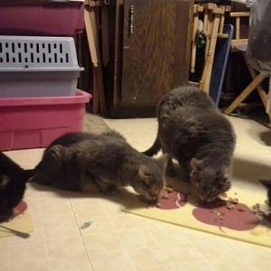 Please share your tips for feeding in a multi-cat household