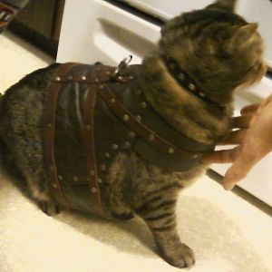Extra large cat harness?