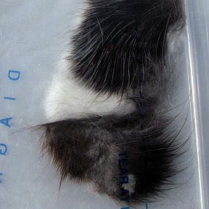 Preserving my kitty's fur