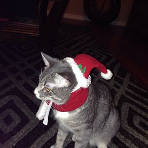 Christmas pictures of your cat's or someone you know's cat's.
