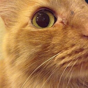 Post a picture of your cats beautiful eyes! :)