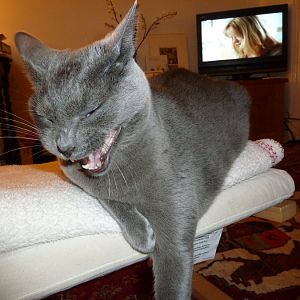 Post a picture of your cat yawning ;)