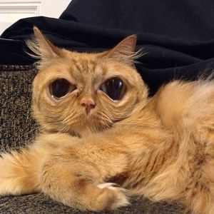 Cutest/weirdest cat you will ever see...