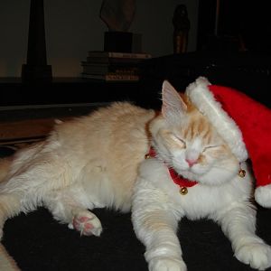 Picture of the Month Contest: Holiday Cats