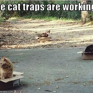 The cat traps are working.....