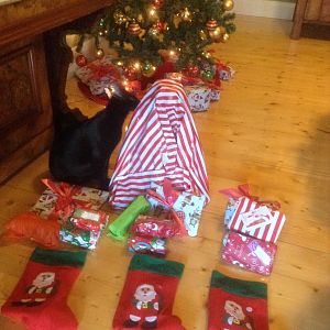 Do you buy your cats Christmas presents?