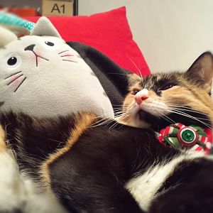 Cat gifts for Christmas.