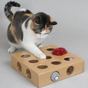 Cats Meow toy