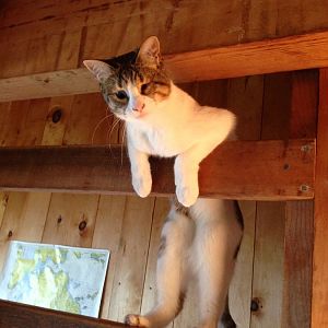 Jenny my blind cat climbs a ladder!