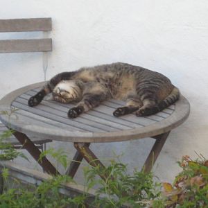 Can I make an older feral cat a house cat in a different city?