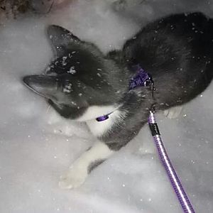 Playing In The Snow