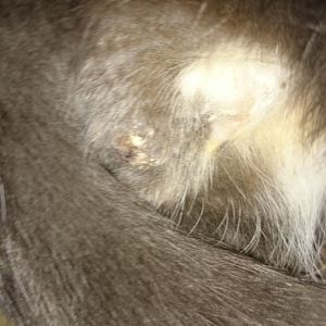 does this neuter look infected?