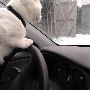 Out for a Drive