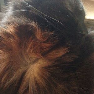 Colour definition and genetics of a black (?) longhair cat