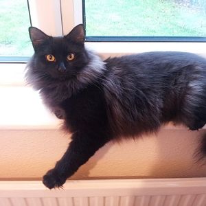 Colour definition and genetics of a black (?) longhair cat