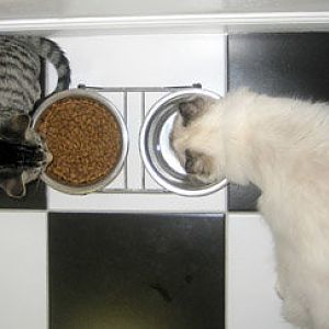 January Picture of the Month: Cats & Their Food Dishes