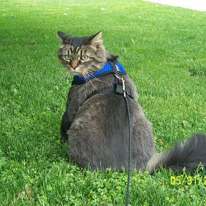 Extra large cat harness?
