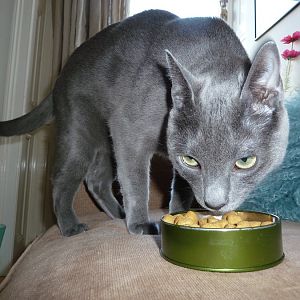 January Picture of the Month: Cats & Their Food Dishes