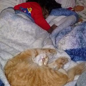 Sleeping Kitties!