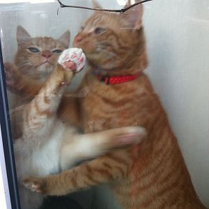 Kitties through the Window.