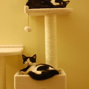 Cat Trees are they the cats meow in your home?