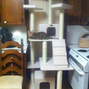Cat Trees are they the cats meow in your home?