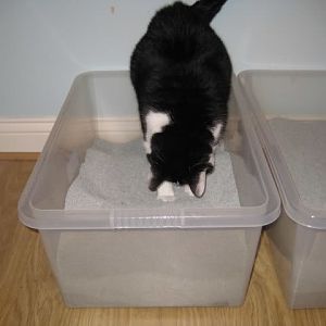 Picture of the Month February 2014: Cats & Litterboxes - Submission Thread