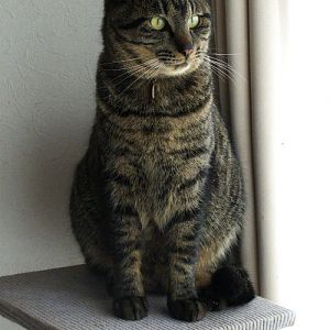 Feral cat, Niles