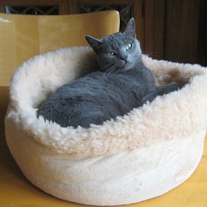 Cute Kitty Beds