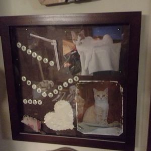 Scrapbooking for your cats?