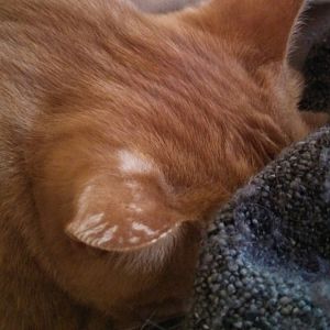 Cat's pad swollen & translucent