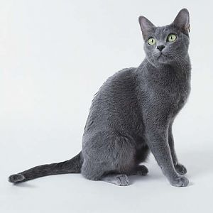 While not likely, could my kitty be a russian blue mix?