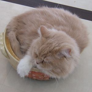 Fresh-Baked Catloaf!