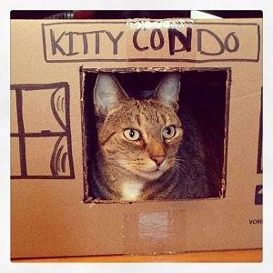 The Kitty Condo