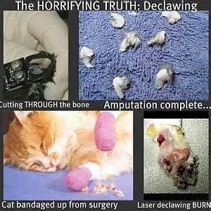 to declaw or not to declaw?